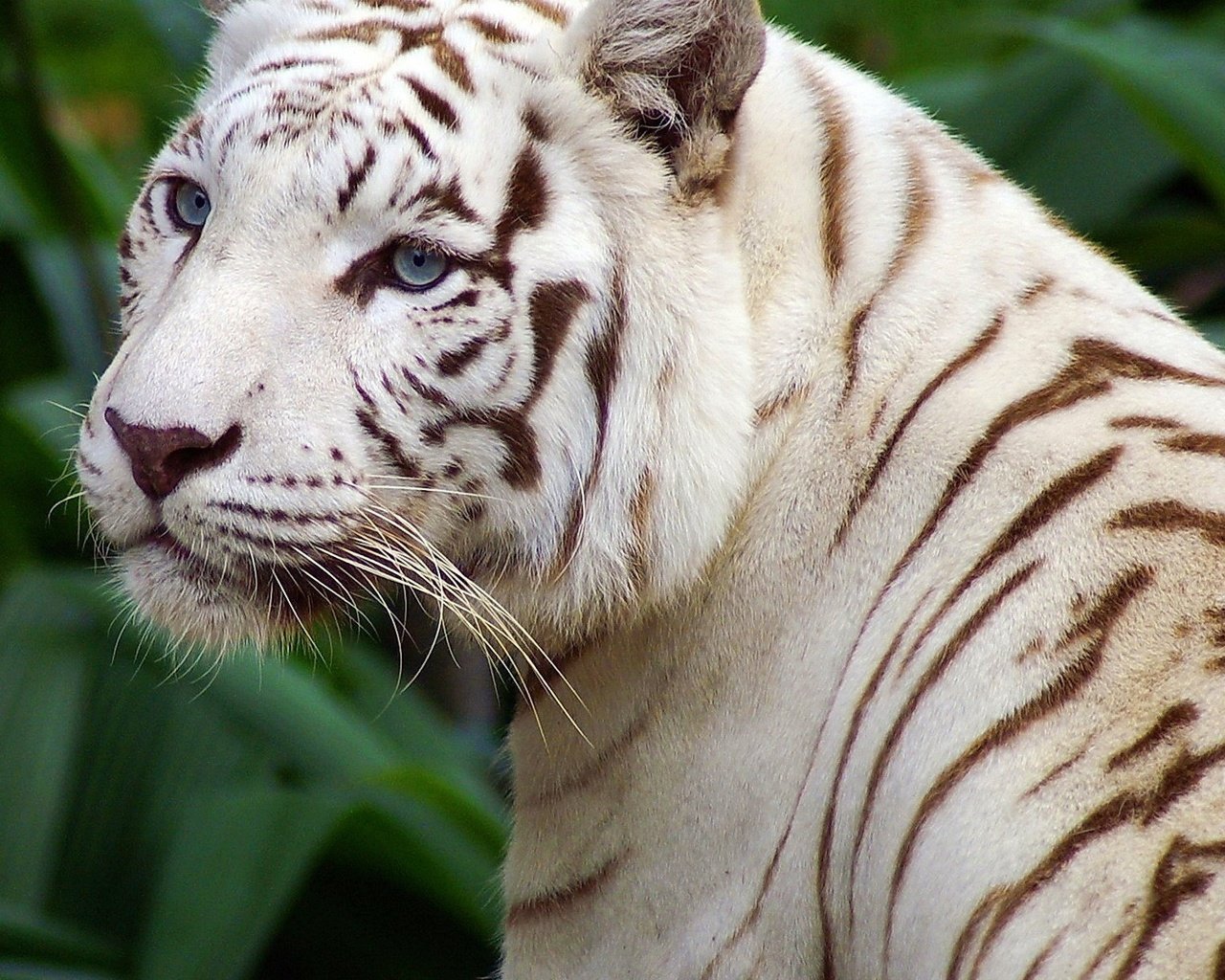 Обои тигр, глаза, морда, усы, взгляд, хищник, дикая кошка, белый тигр, tiger, eyes, face, mustache, look, predator, wild cat, white tiger разрешение 1920x1200 Загрузить