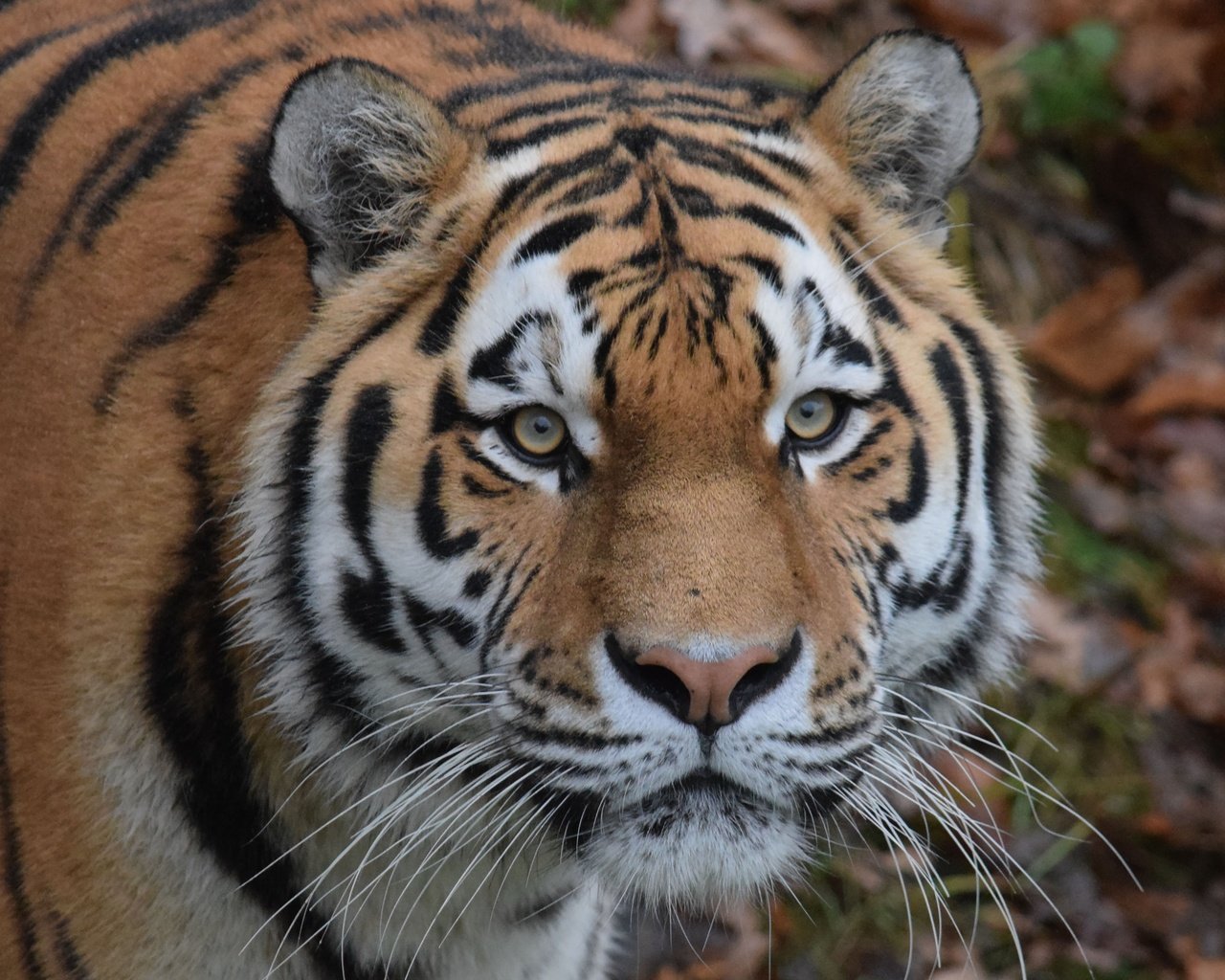 Обои тигр, глаза, морда, усы, взгляд, хищник, дикая кошка, амурский тигр, tiger, eyes, face, mustache, look, predator, wild cat, the amur tiger разрешение 4348x2899 Загрузить