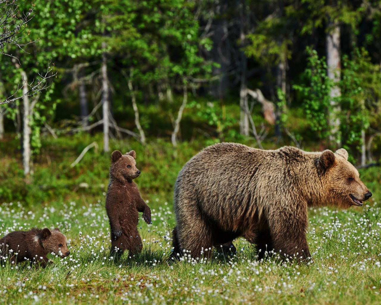 Обои трава, природа, полевые цветы, медведи, медведица, медвежата, grass, nature, wildflowers, bears, bear разрешение 4200x2795 Загрузить