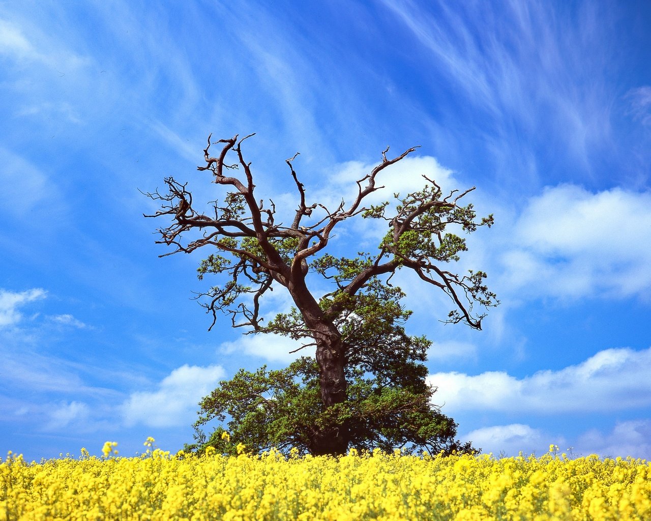 Обои небо, цветы, облака, дерево, весна, рапс, the sky, flowers, clouds, tree, spring, rape разрешение 2048x1365 Загрузить