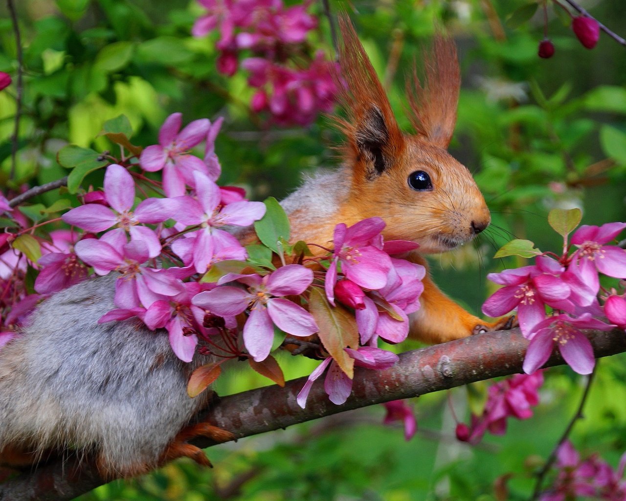 Обои ветка, цветение, весна, белка, яблоня, белочка, branch, flowering, spring, protein, apple, squirrel разрешение 2000x1331 Загрузить