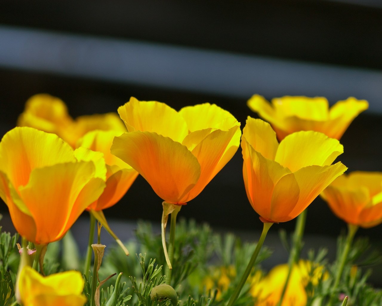 Обои цветы, лепестки, весна, эшшольция, калифорнийский мак, flowers, petals, spring, escholzia, california poppy разрешение 2136x1424 Загрузить