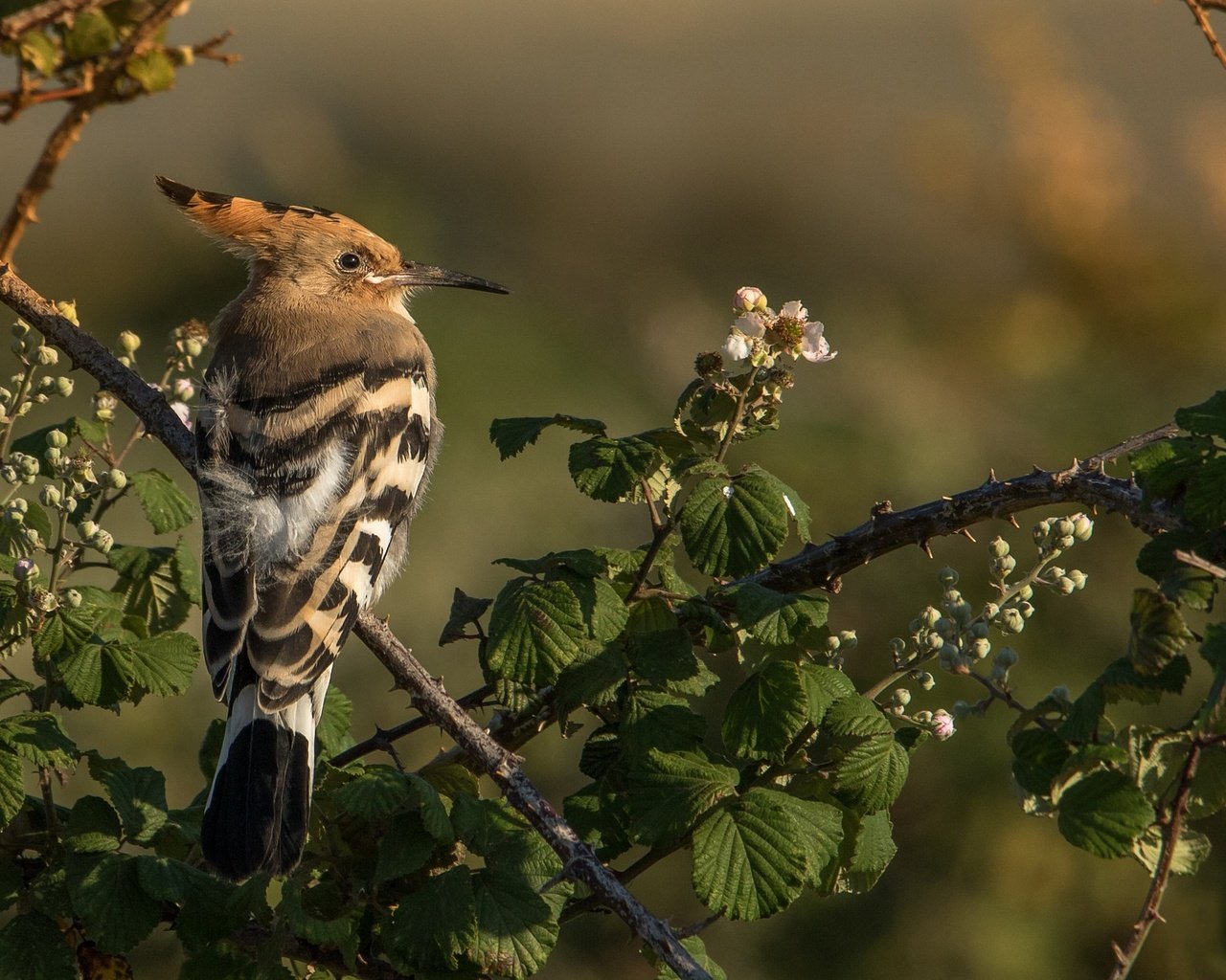 Обои ветки, птица, клюв, перья, удод, branches, bird, beak, feathers, hoopoe разрешение 2048x1365 Загрузить