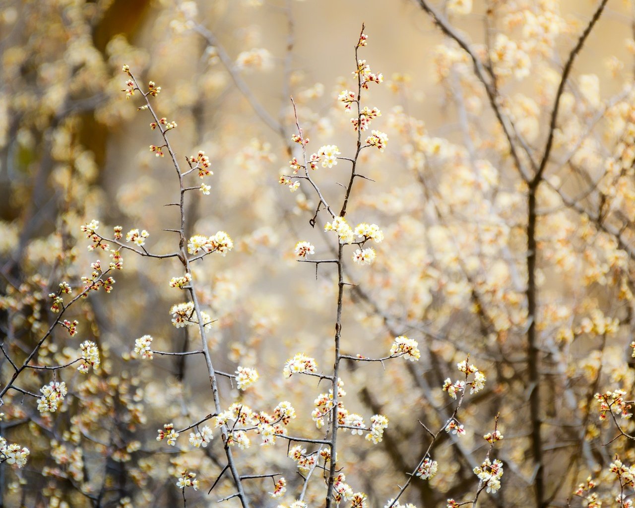 Обои природа, цветение, растения, ветки, боке, nature, flowering, plants, branches, bokeh разрешение 2048x1365 Загрузить