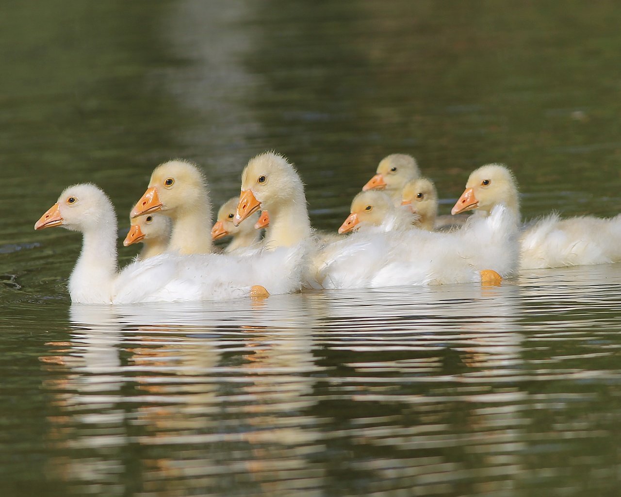 Обои вода, птицы, пруд, птенцы, гуси, плывут, гусята, water, birds, pond, chicks, geese, float, the goslings разрешение 2000x1289 Загрузить