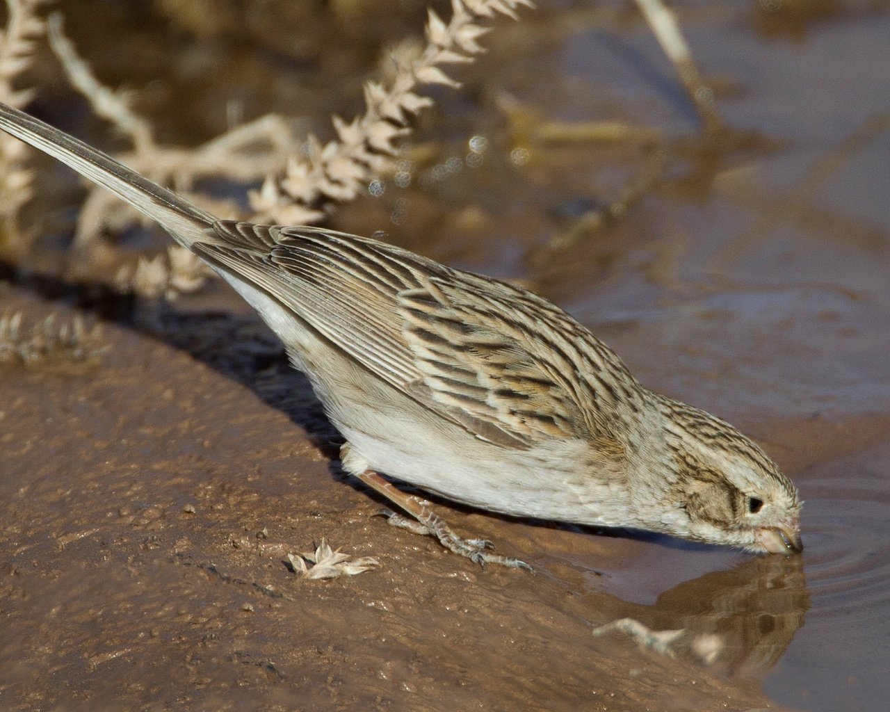 Обои вода, птица, хвост, воробьиная, овсянка, воробьиная овсянка, water, bird, tail, passerine, oatmeal, passerine bunting разрешение 2048x1365 Загрузить