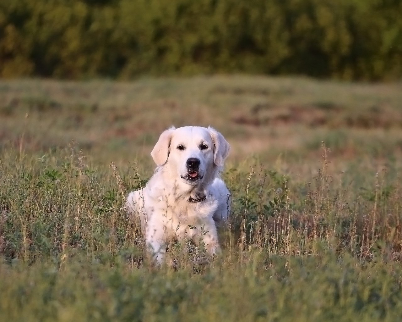 Обои трава, мордочка, взгляд, собака, золотистый ретривер, grass, muzzle, look, dog, golden retriever разрешение 1920x1280 Загрузить