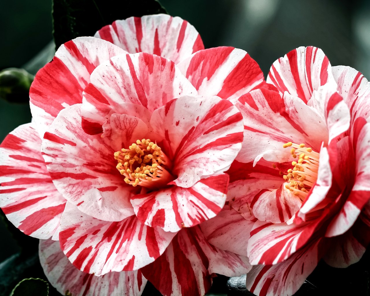 Обои цветы, лепестки, камелия, камелии, flowers, petals, camellia разрешение 3000x2000 Загрузить
