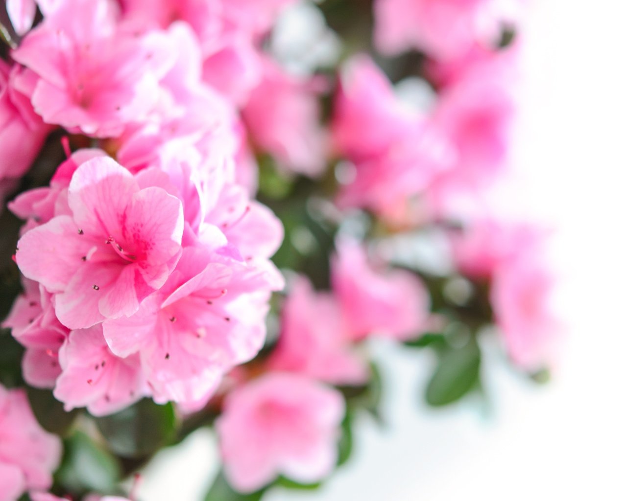 Обои цветы, лепестки, розовые, азалия, рододендрон, flowers, petals, pink, azalea, rhododendron разрешение 6000x4000 Загрузить