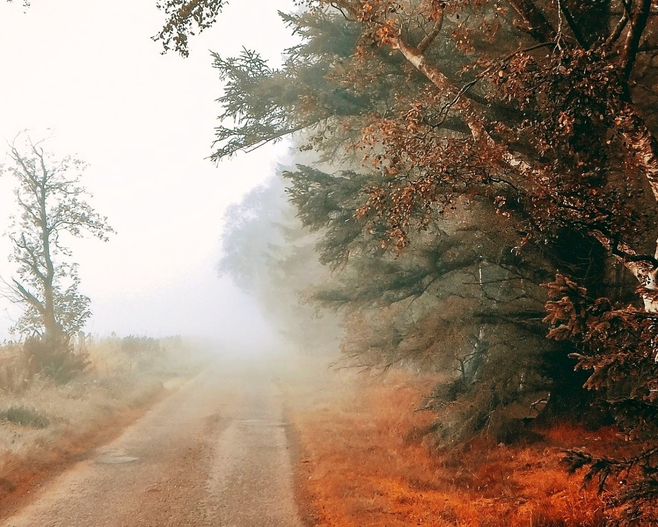 Обои дорога, деревья, туман, поле, road, trees, fog, field разрешение 1920x1080 Загрузить