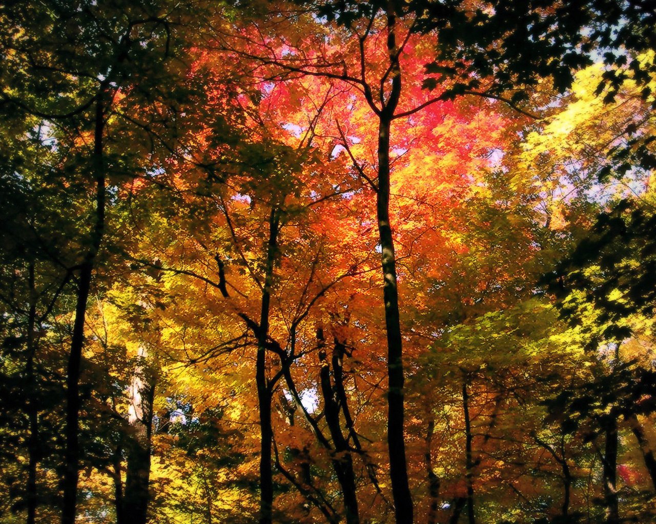Обои деревья, природа, лес, осень, кроны, trees, nature, forest, autumn, crown разрешение 1920x1080 Загрузить