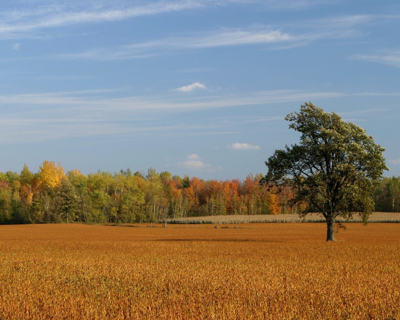 Обои небо, деревья, поле, осень, the sky, trees, field, autumn разрешение 1920x1080 Загрузить