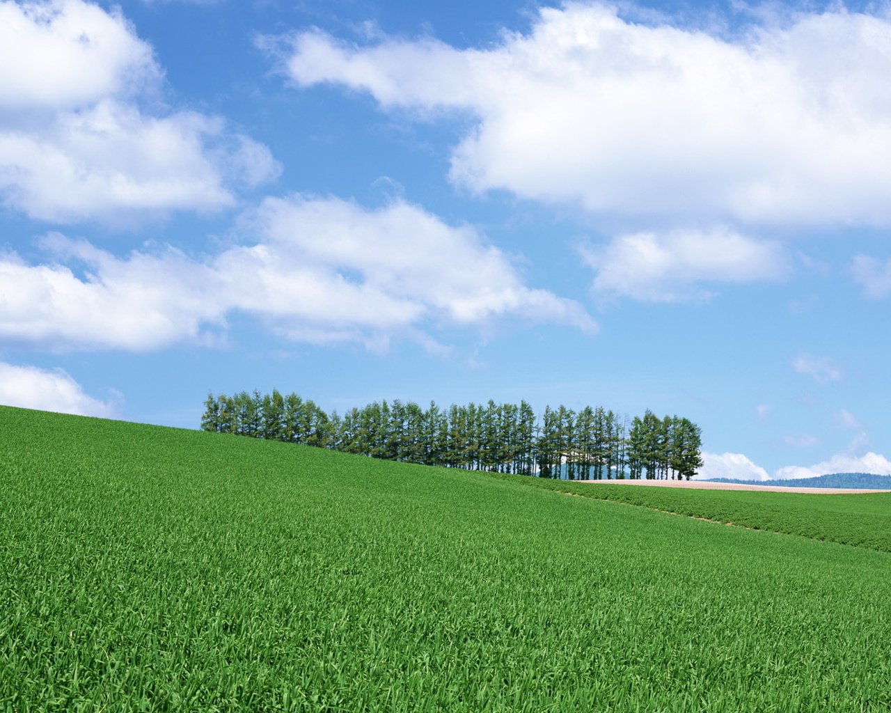 Обои небо, холм, трава, облака, деревья, поле, даль, травка, ели, the sky, hill, grass, clouds, trees, field, dal, weed, ate разрешение 1920x1080 Загрузить