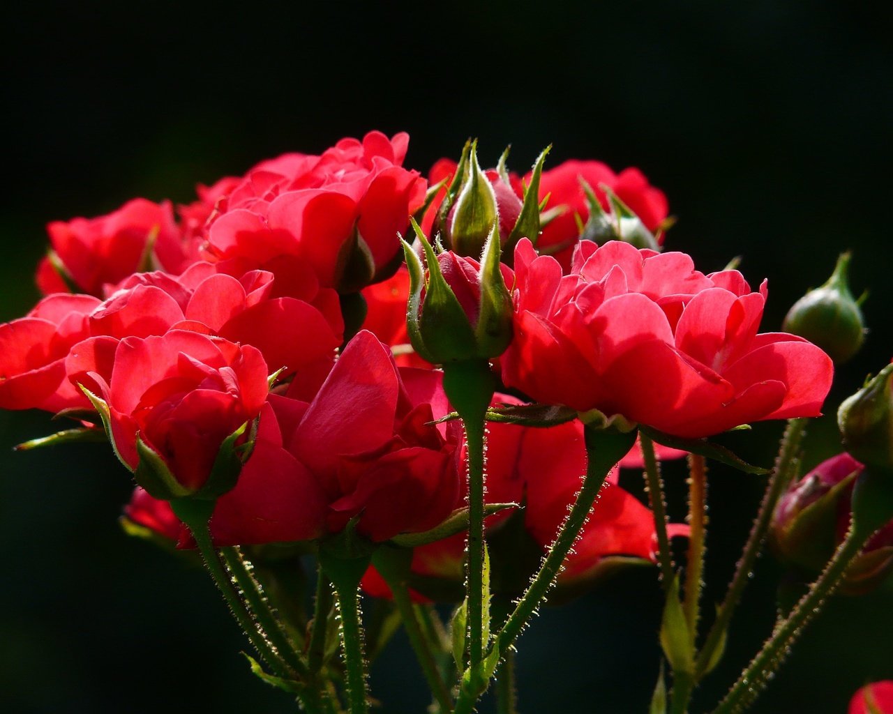 Обои цветы, бутоны, макро, розы, лепестки, красные, стебли, красные розы, flowers, buds, macro, roses, petals, red, stems, red roses разрешение 3264x2448 Загрузить