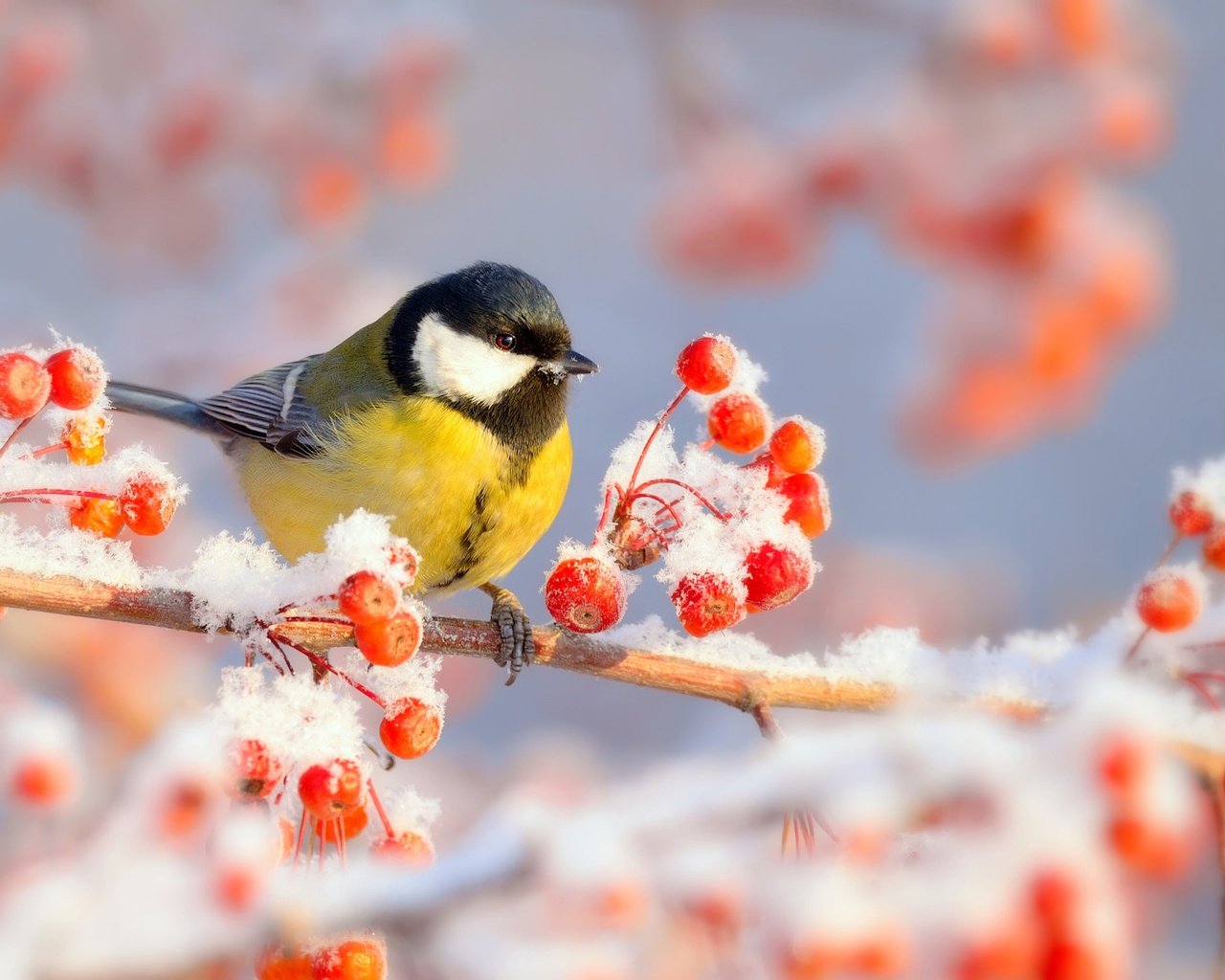 Обои ветка, снег, природа, зима, мороз, иней, птица, ягоды, синица, tit, branch, snow, nature, winter, frost, bird, berries разрешение 2048x1535 Загрузить