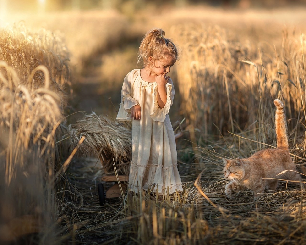 Обои природа, платье, кот, поле, девочка, колосья, животное, тележка, nature, dress, cat, field, girl, ears, animal, truck разрешение 2048x1317 Загрузить