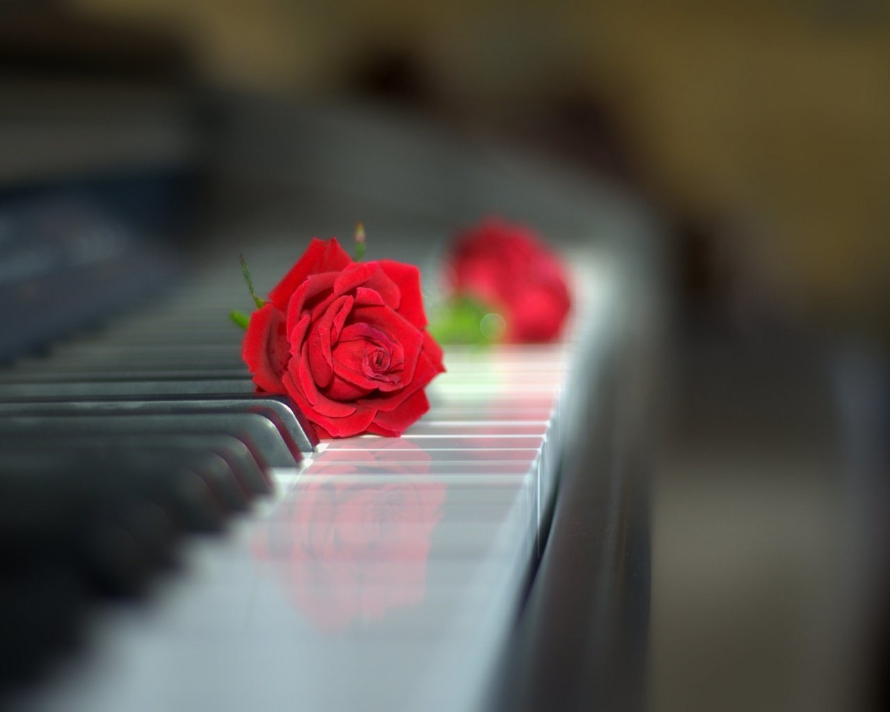 Обои роза, клавиатура, бутон, пианино, красная роза, боке, rose, keyboard, bud, piano, red rose, bokeh разрешение 2048x1358 Загрузить