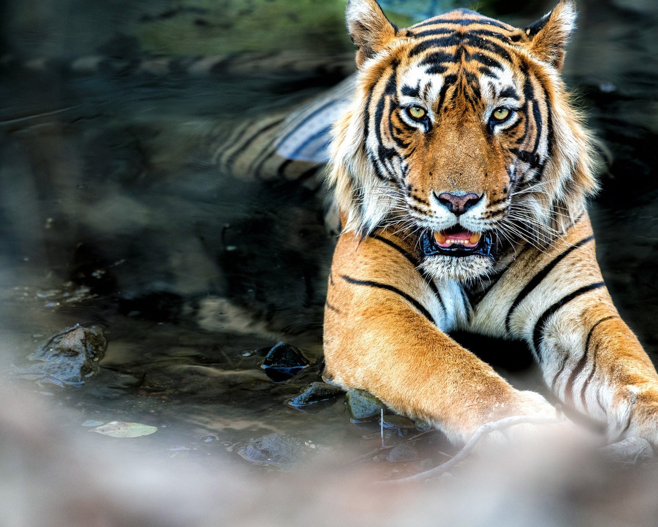 Обои тигр, вода, поза, взгляд, лежит, feline, tiger, water, pose, look, lies разрешение 2112x1188 Загрузить