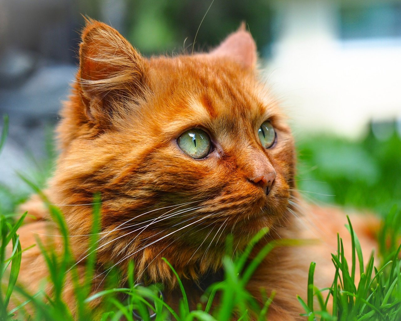 Обои трава, портрет, мордочка, кошка, взгляд, рыжий кот, котейка, grass, portrait, muzzle, cat, look, red cat разрешение 2048x1536 Загрузить