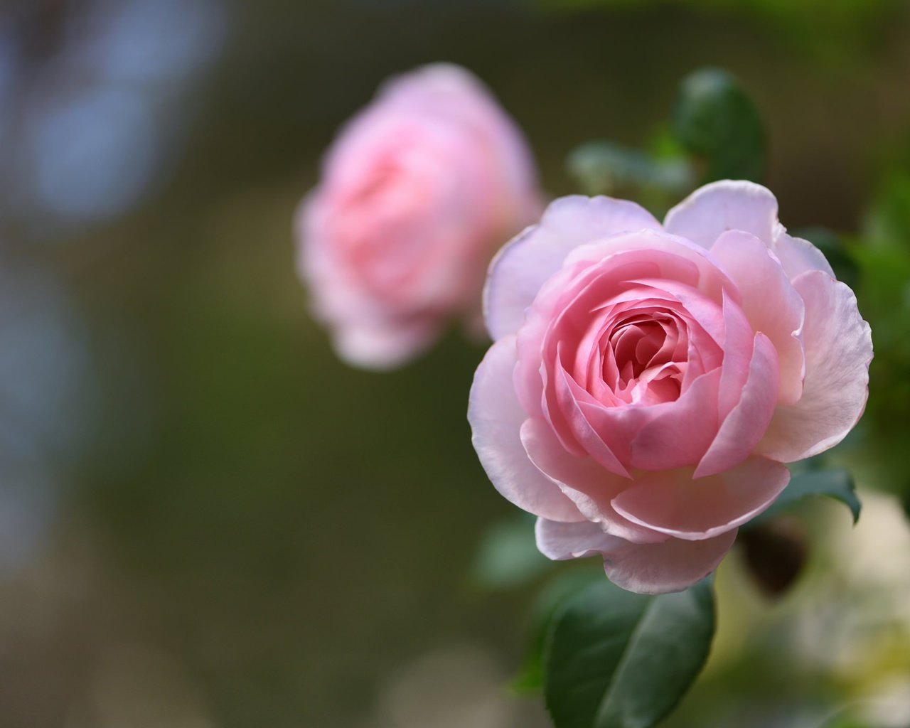 Обои макро, роза, бутон, боке, macro, rose, bud, bokeh разрешение 2048x1367 Загрузить