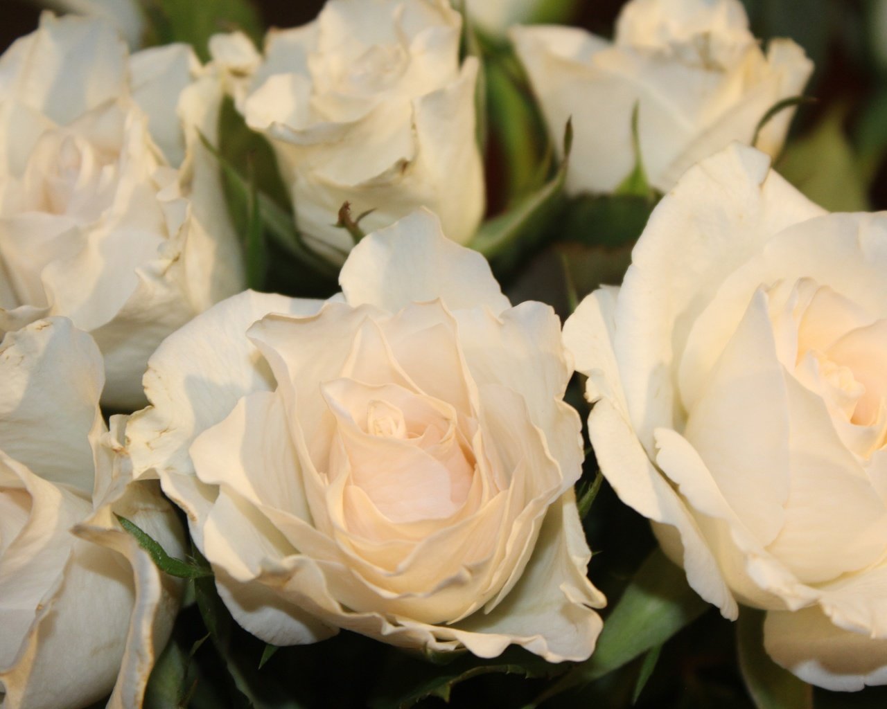 Обои цветы, бутоны, розы, лепестки, белые, flowers, buds, roses, petals, white разрешение 5184x3456 Загрузить