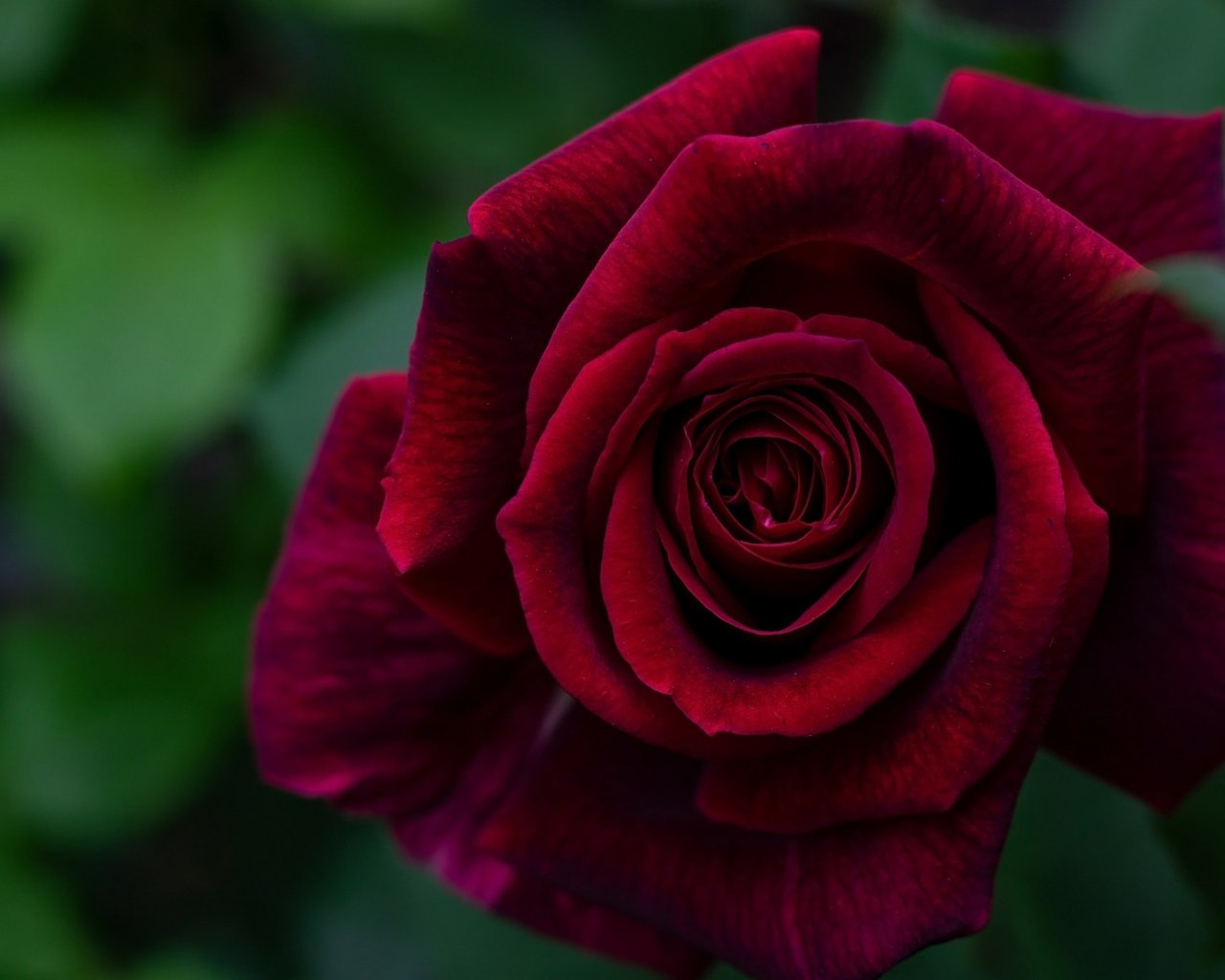 Обои макро, роза, лепестки, бордовый, macro, rose, petals, burgundy разрешение 1920x1080 Загрузить