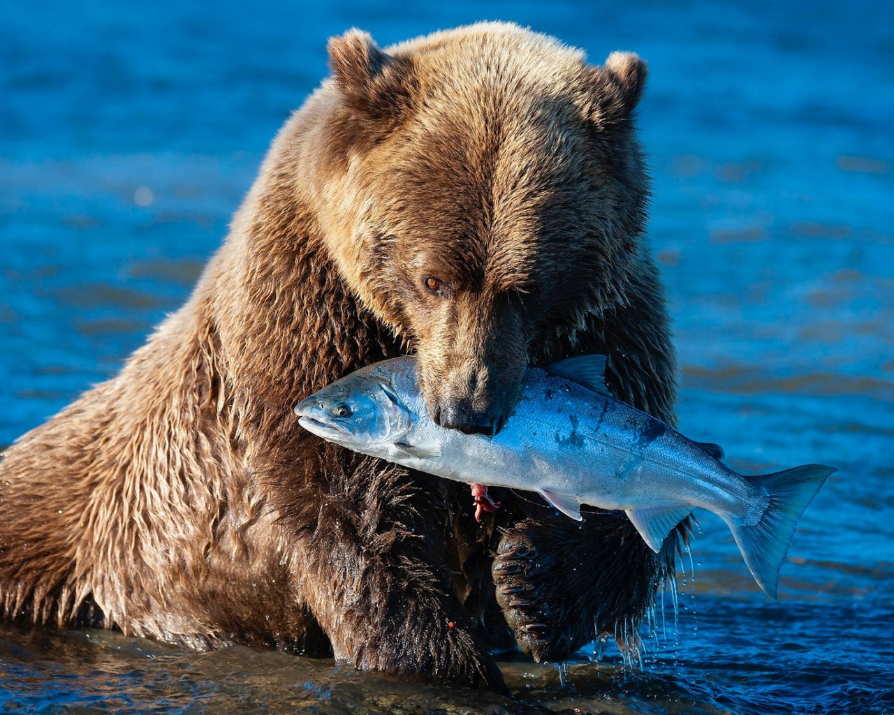 Обои морда, рыбалка, река, обед, поза, синий фон, лапы, добыча, медведь, бурый, водоем, мишка, купание, рыба, fish, face, fishing, river, lunch, pose, blue background, paws, mining, bear, brown, pond, bathing разрешение 1920x1080 Загрузить