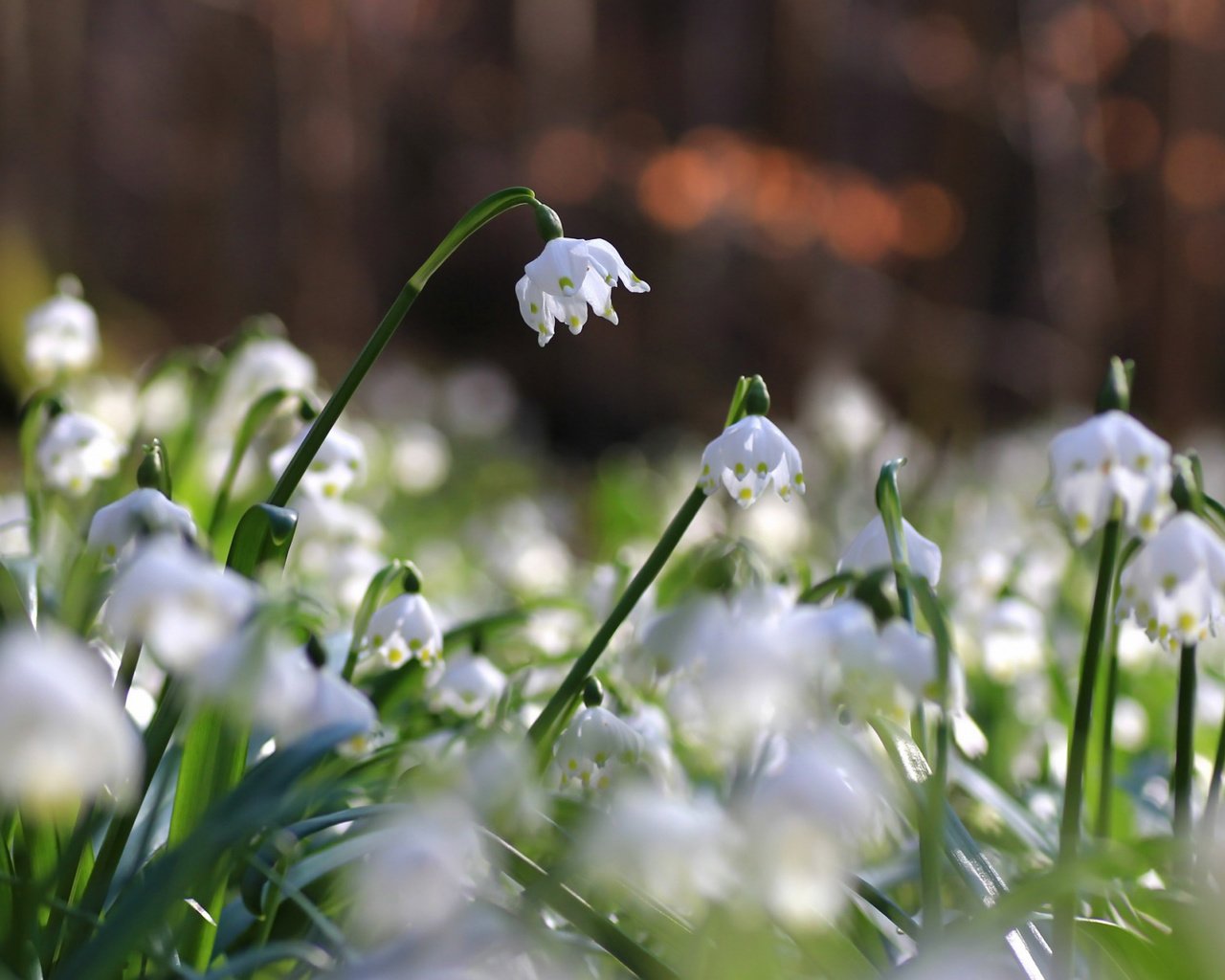 Обои цветы, природа, фон, flowers, nature, background разрешение 2112x1188 Загрузить