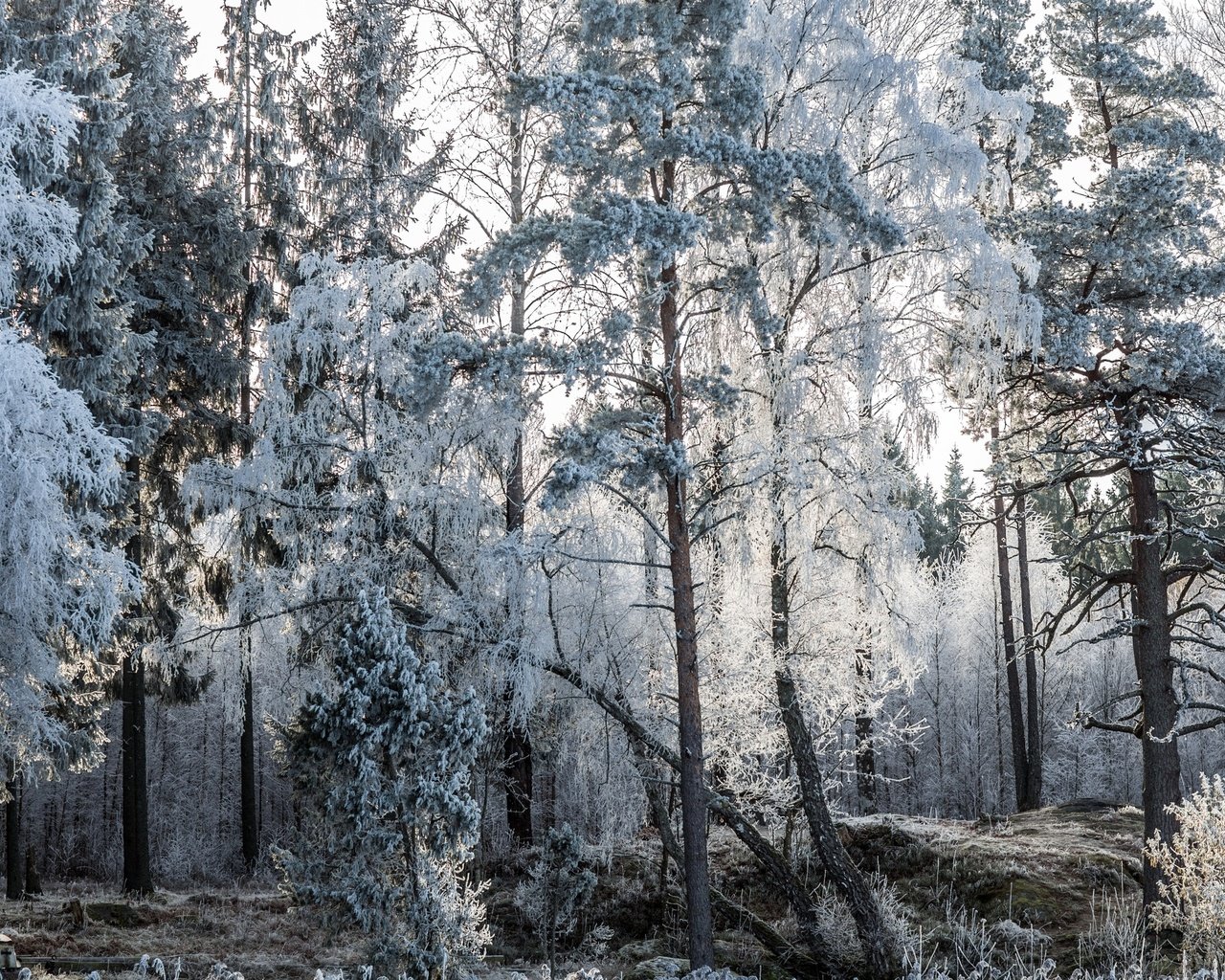 Обои деревья, природа, лес, зима, пейзаж, мороз, иней, лодки, trees, nature, forest, winter, landscape, frost, boats разрешение 2560x1600 Загрузить