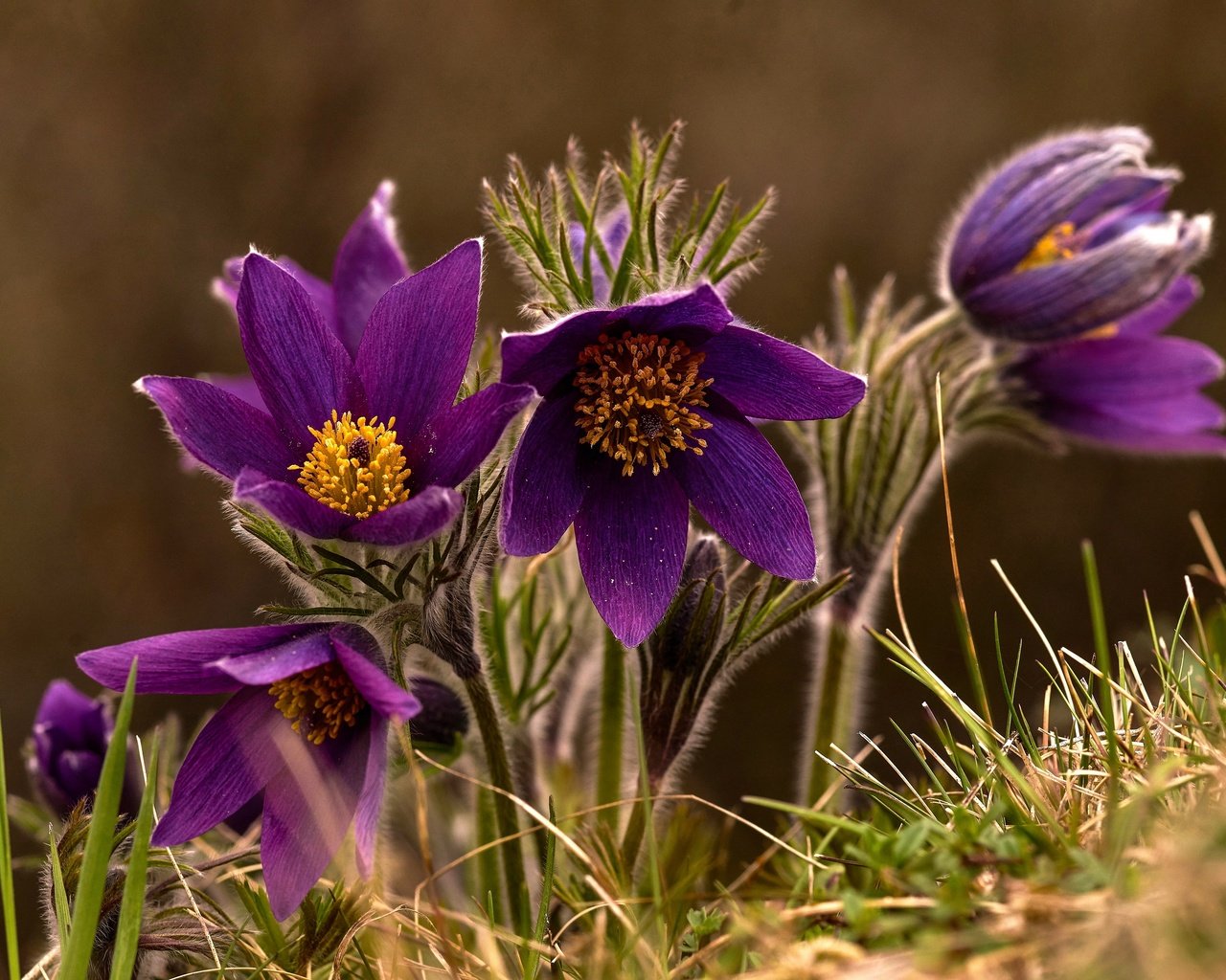 Обои макро, весна, сон-трава, macro, spring, sleep-grass разрешение 3360x2242 Загрузить