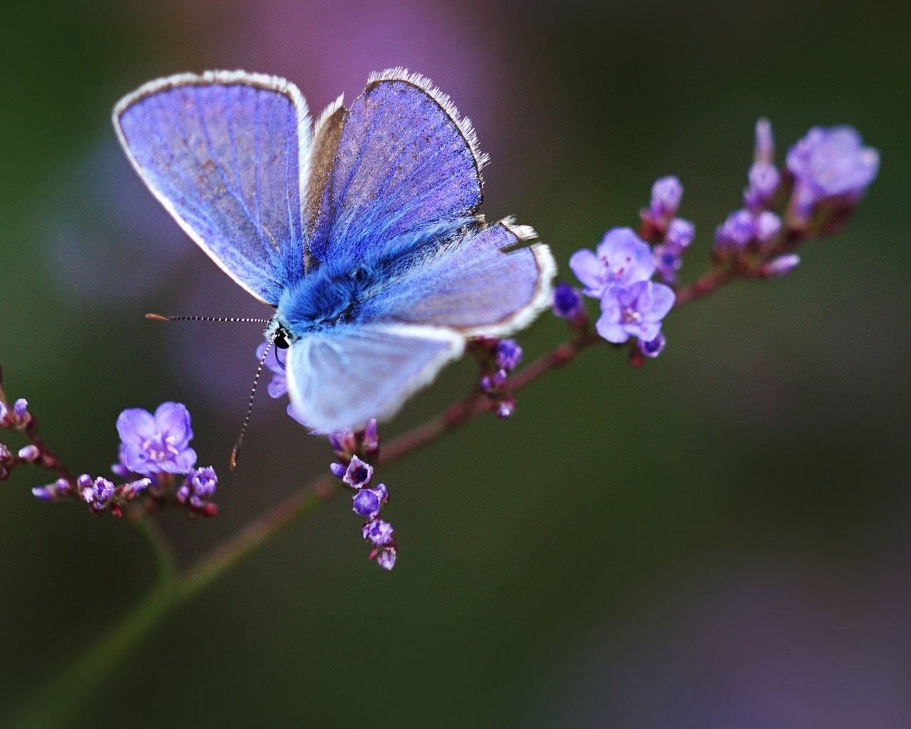 Обои макро, бабочка, веточка, цветки, боке, macro, butterfly, sprig, flowers, bokeh разрешение 2048x1152 Загрузить