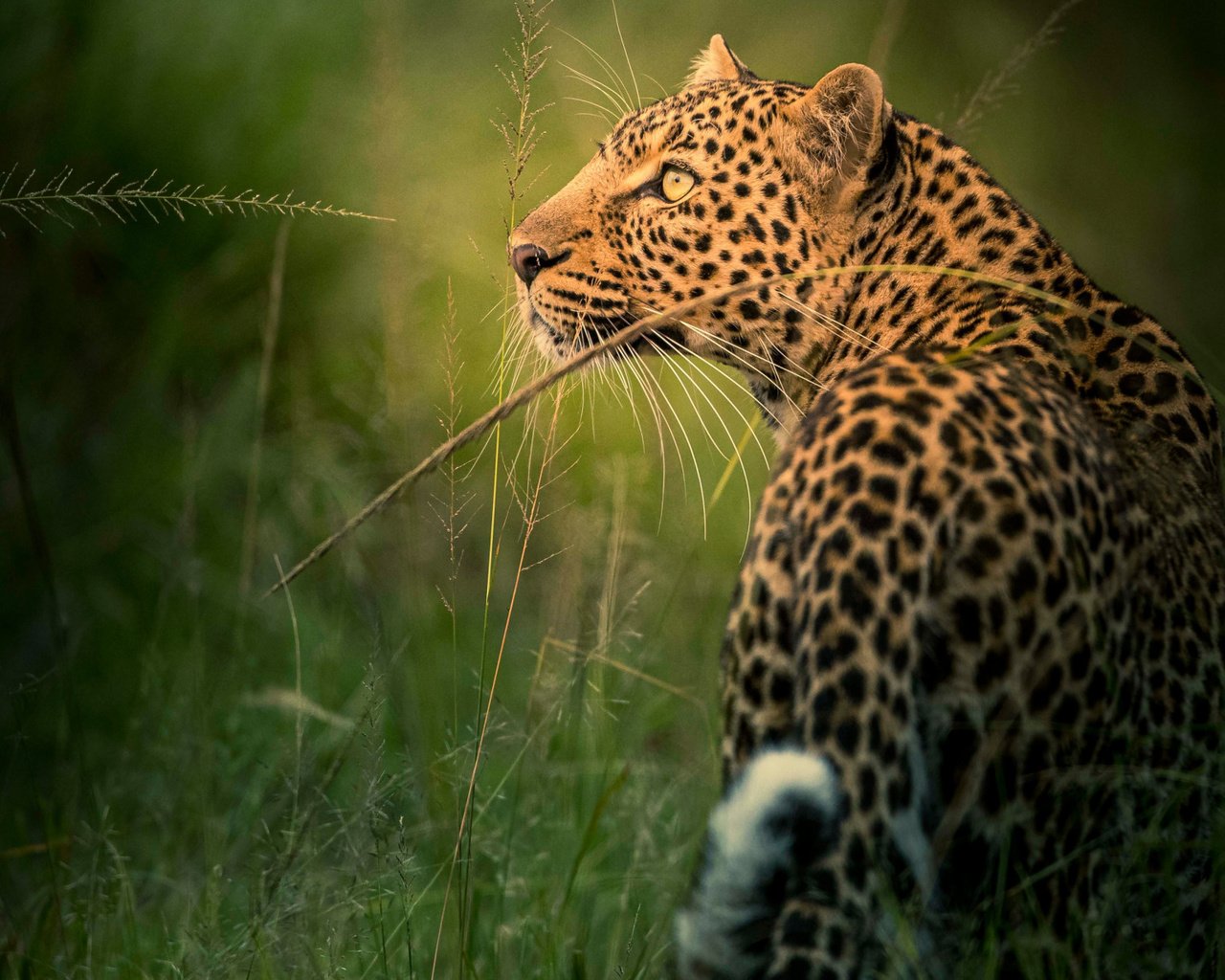 Обои морда, трава, взгляд, леопард, профиль, дикая кошка, face, grass, look, leopard, profile, wild cat разрешение 2112x1188 Загрузить