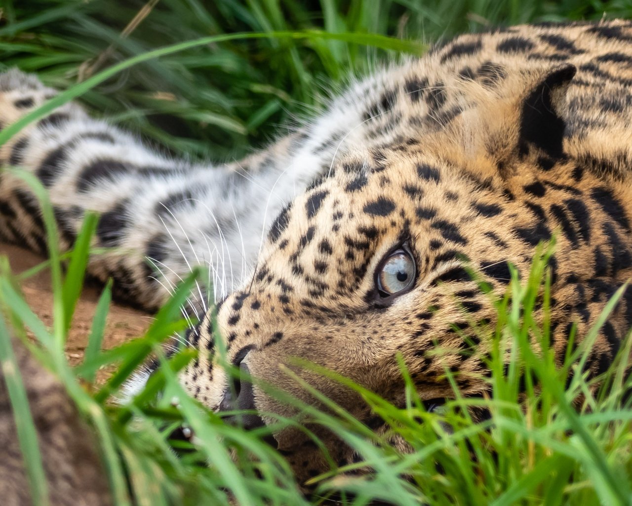 Обои трава, поза, лежит, леопард, глаз, grass, pose, lies, leopard, eyes разрешение 1920x1280 Загрузить