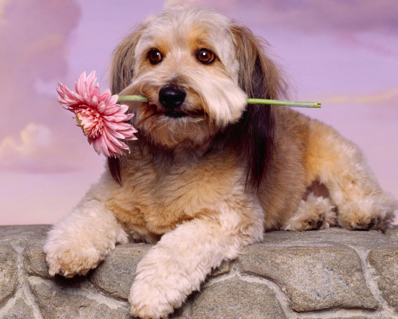 Обои цветок, собака, животное, flower, dog, animal разрешение 1920x1200 Загрузить