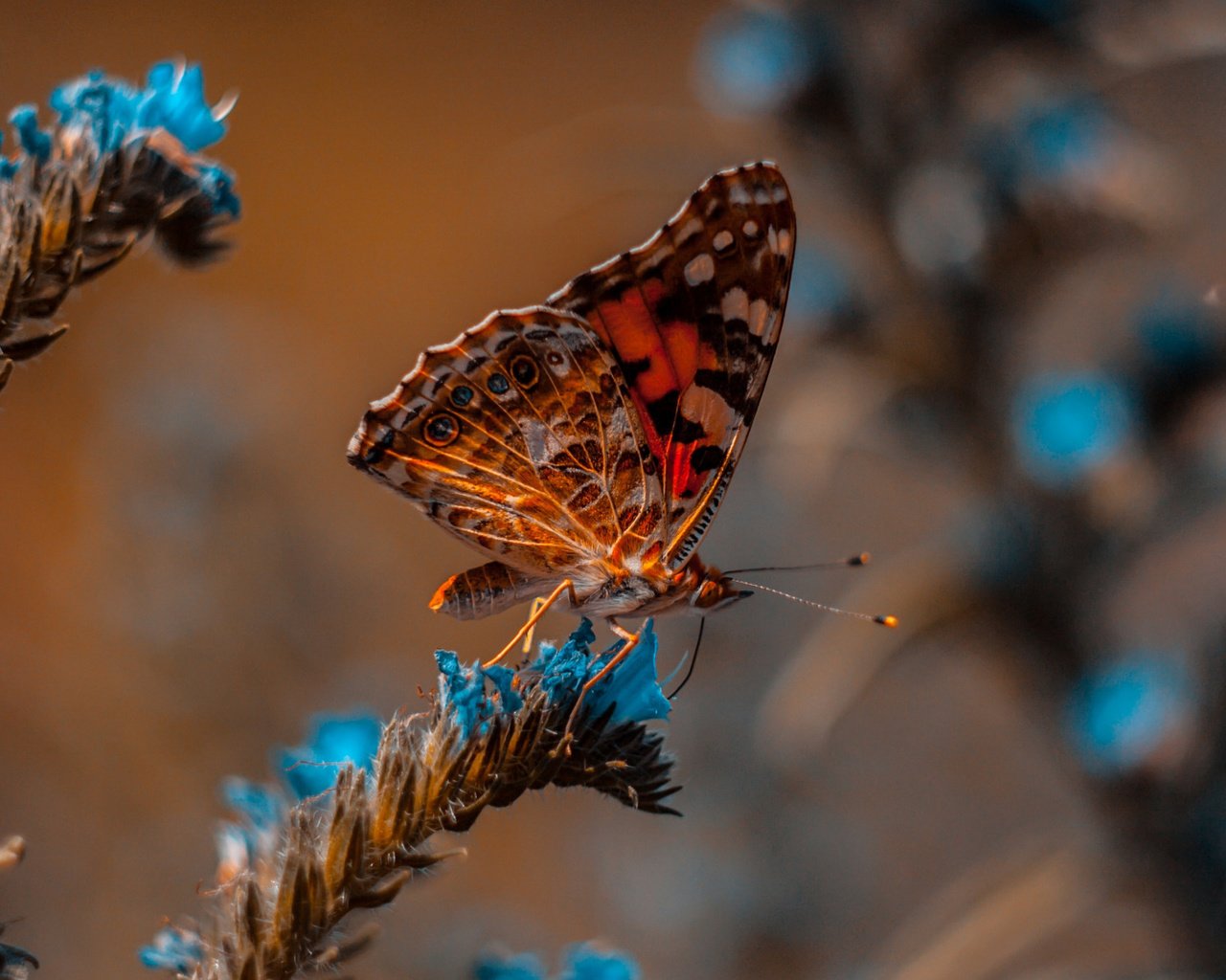 Обои макро, бабочка, боке, macro, butterfly, bokeh разрешение 2112x1188 Загрузить