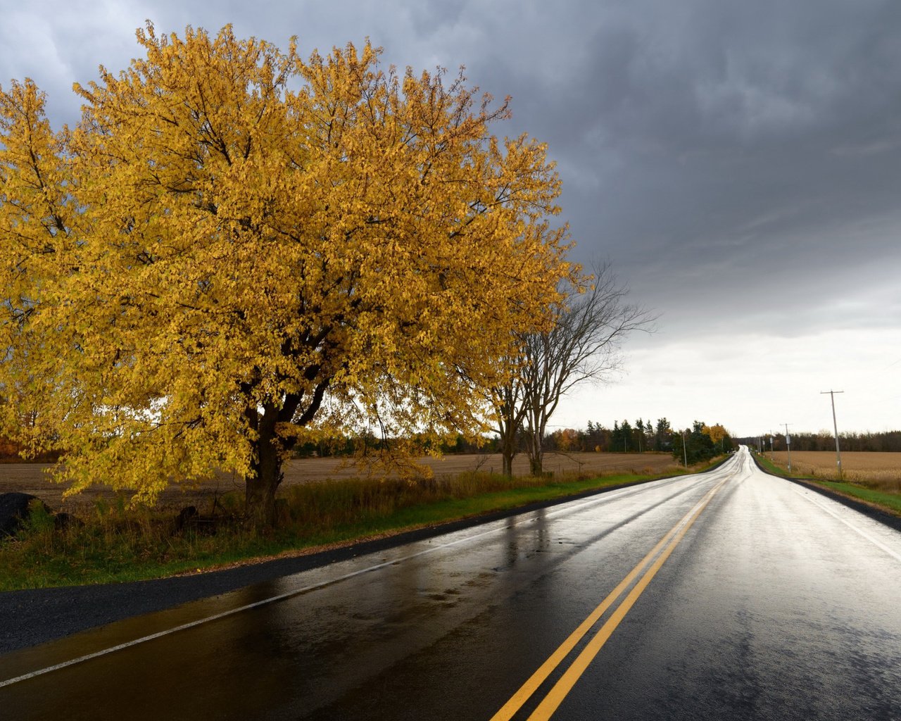 Обои дорога, дерево, поле, осень, урожай, road, tree, field, autumn, harvest разрешение 2112x1188 Загрузить