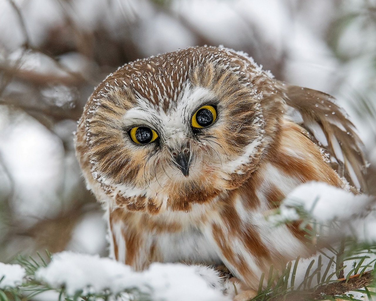 Обои сова, снег, взгляд, птица, мохноногий сыч, owl, snow, look, bird, tengmalm's owl разрешение 1920x1233 Загрузить