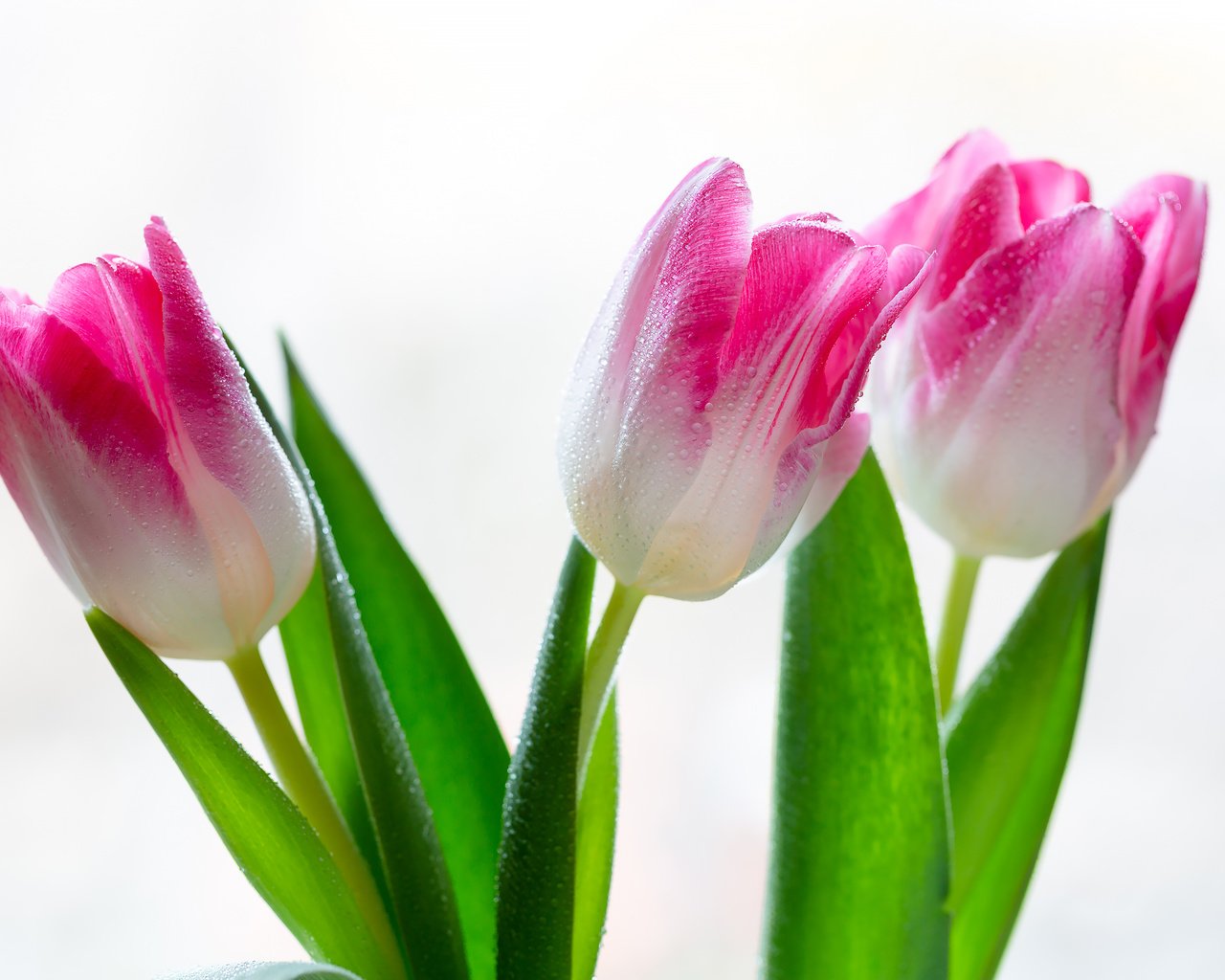 Обои цветы, тюльпаны, на белом фоне, капли воды, flowers, tulips, on a white background, water drops разрешение 2304x1536 Загрузить