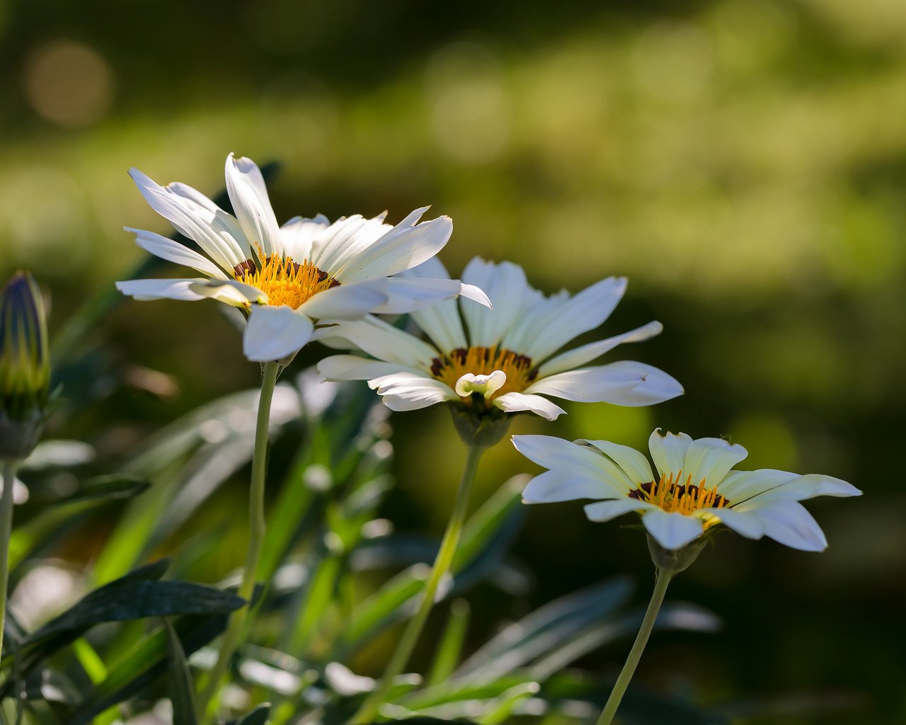 Обои цветы, природа, лето, белая, боке, газания, flowers, nature, summer, white, bokeh, gazania разрешение 2113x1409 Загрузить