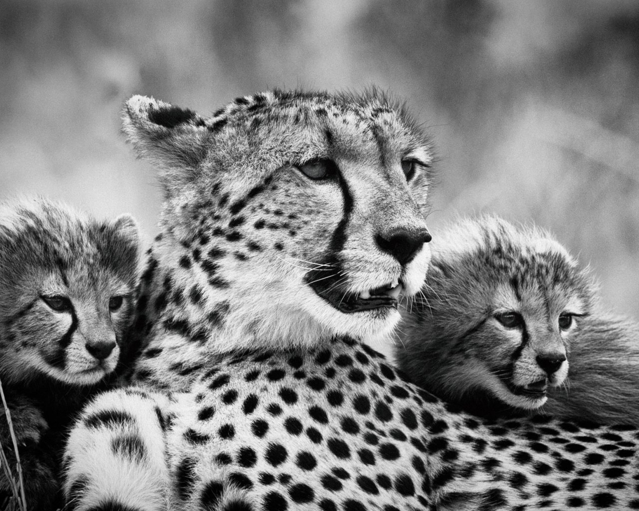 Обои мама, гепарды, детеныши, чёрно - белое фото, mom, cheetahs, cubs, black and white photo разрешение 2112x1188 Загрузить