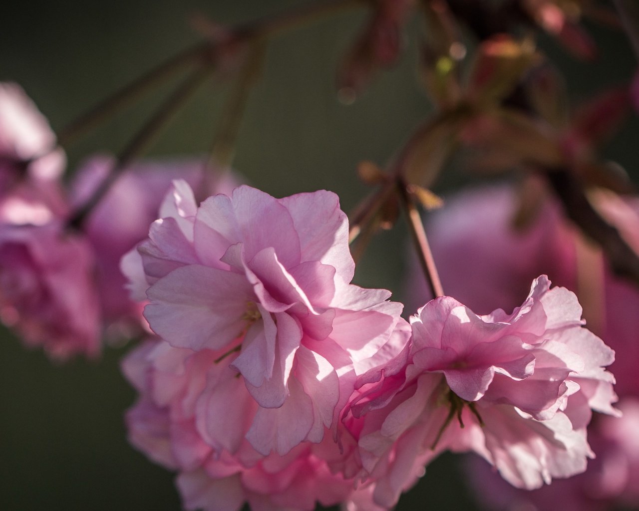 Обои природа, цветение, лепестки, весна, сакура, розовые цветы, nature, flowering, petals, spring, sakura, pink flowers разрешение 3840x2160 Загрузить