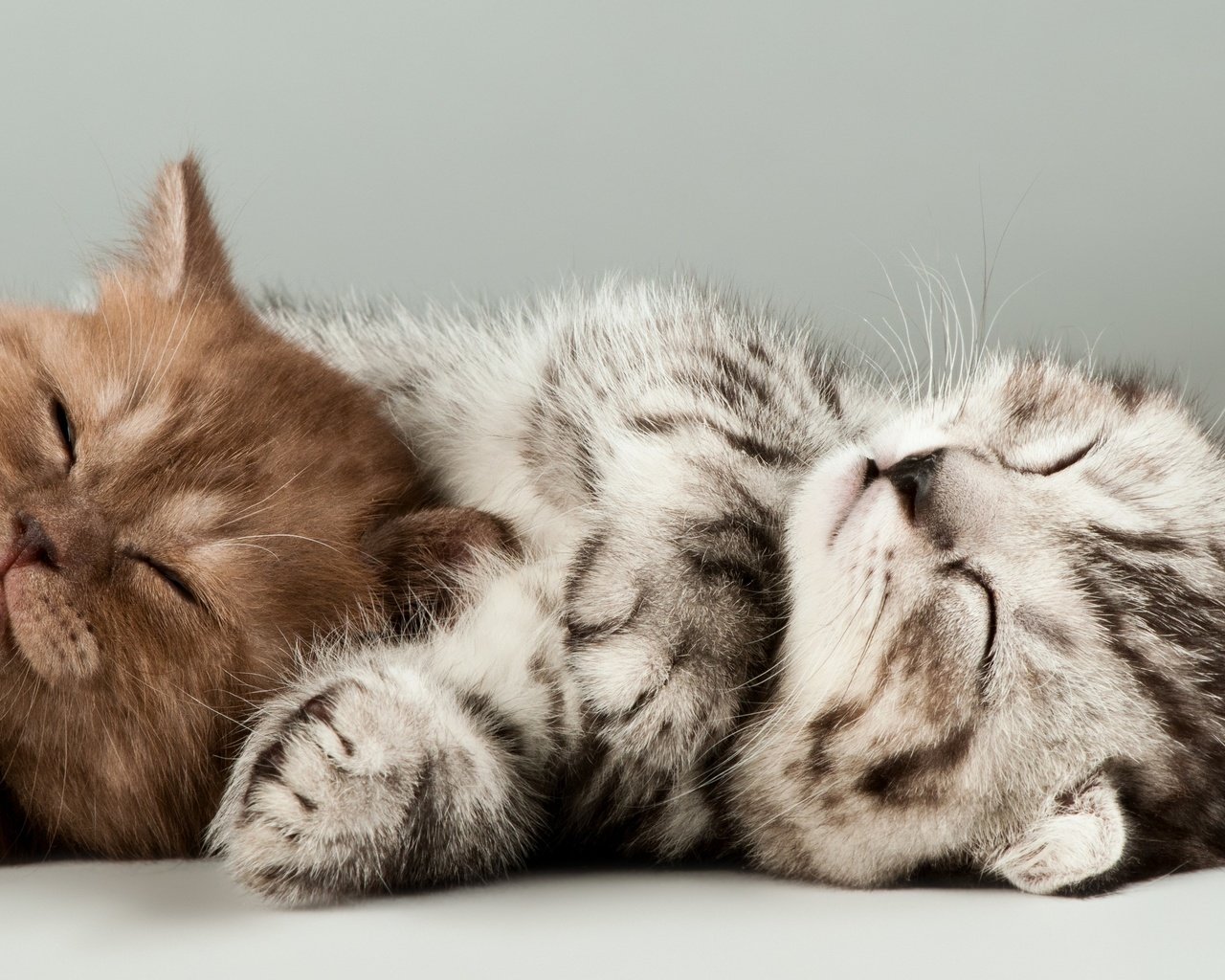 Обои мордочка, сон, котенок, коты, кошки, котята, muzzle, sleep, kitty, cats, kittens разрешение 3840x2160 Загрузить