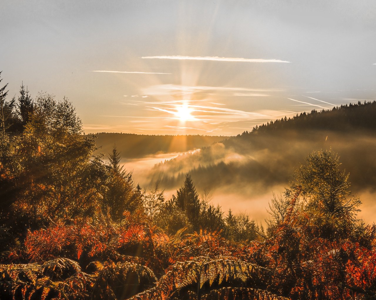 Обои небо, деревья, лес, закат, осень, солнечные лучи, the sky, trees, forest, sunset, autumn, the sun's rays разрешение 5050x2915 Загрузить