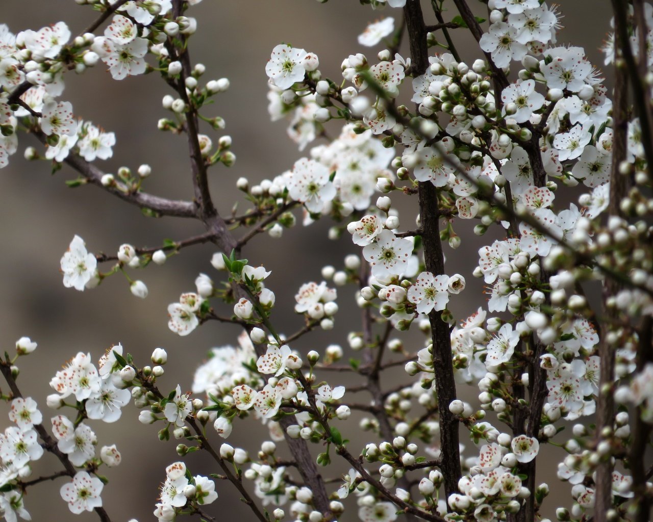 Обои цветы, природа, дерево, цветение, весна, вишня, сакура, flowers, nature, tree, flowering, spring, cherry, sakura разрешение 4000x3000 Загрузить