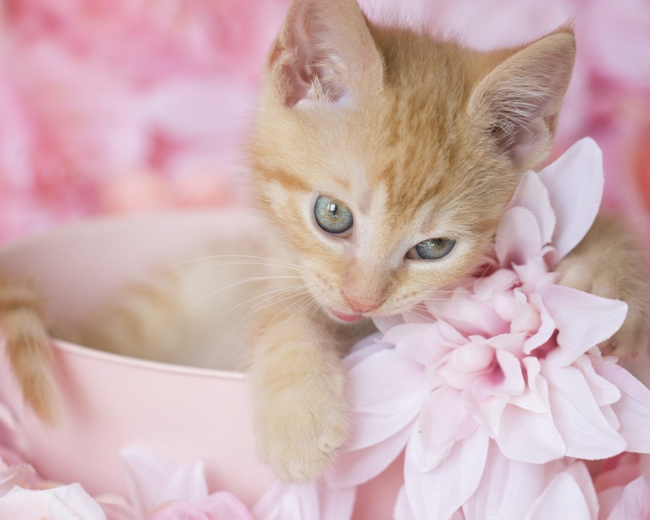 Обои цветы, котенок, рыжий, милый, flowers, kitty, red, cute разрешение 2000x1200 Загрузить