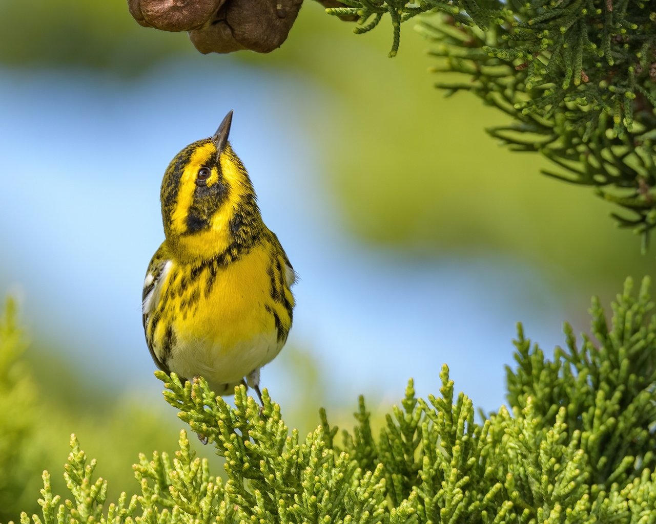 Обои фон, ветки, птица, лесной певун, туя, background, branches, bird, a woodland songster разрешение 2988x1793 Загрузить