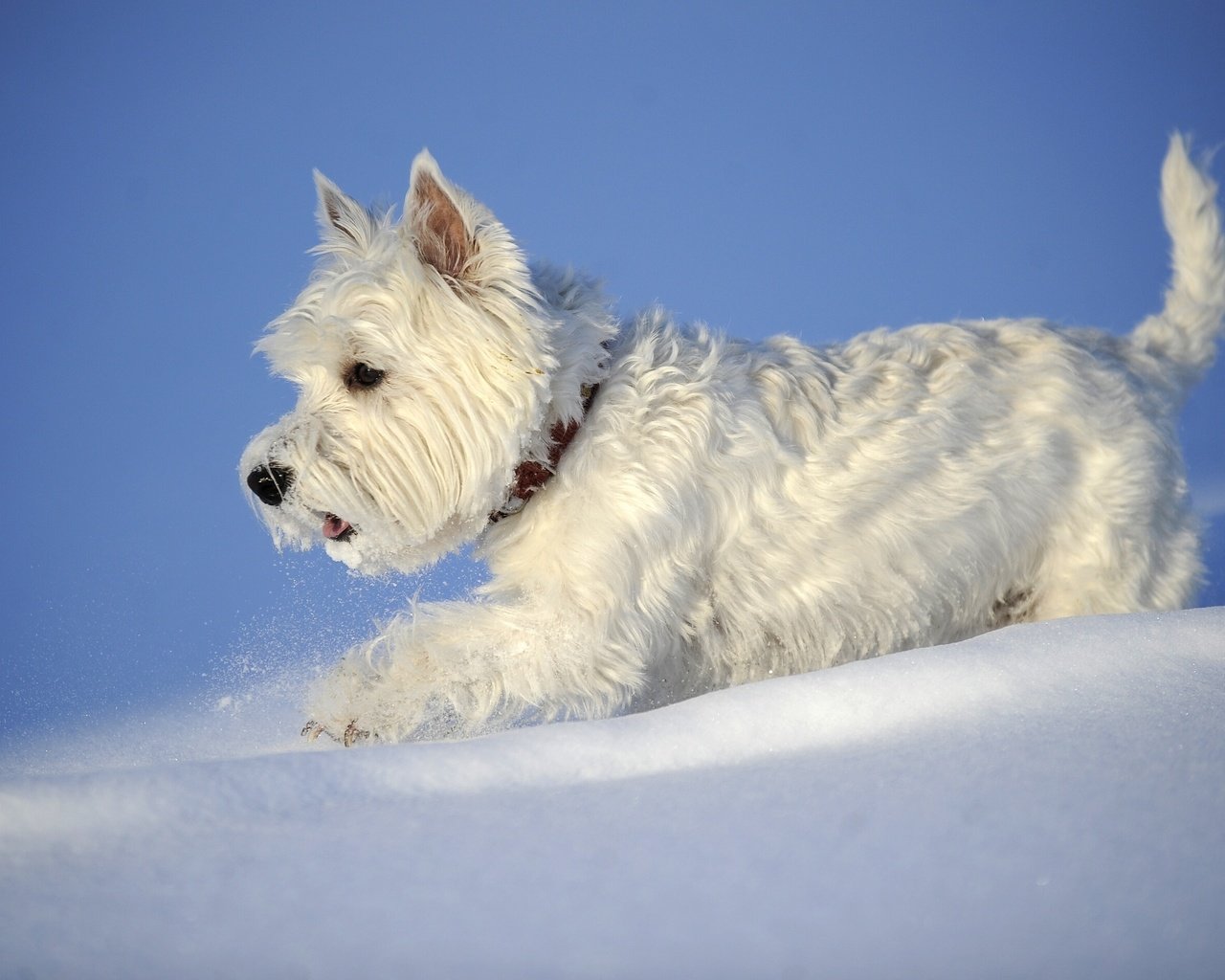 Обои снег, зима, собака, вест-хайленд-уайт-терьер, snow, winter, dog, the west highland white terrier разрешение 2880x1898 Загрузить