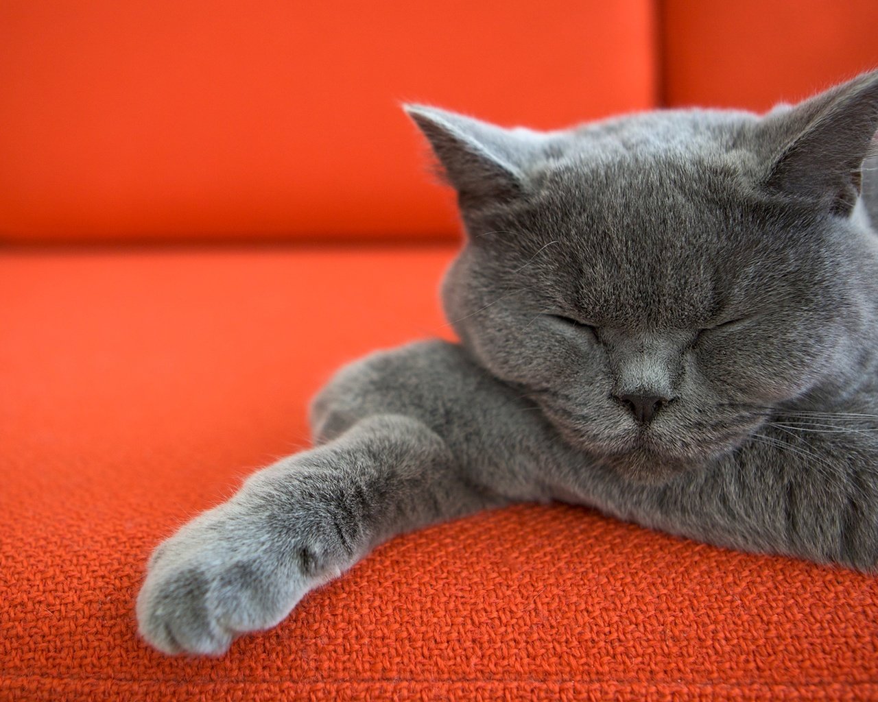 Обои кот, кошка, спит, диван, лапки, котик, британская короткошерстная, cat, sleeping, sofa, legs, british shorthair разрешение 1920x1080 Загрузить