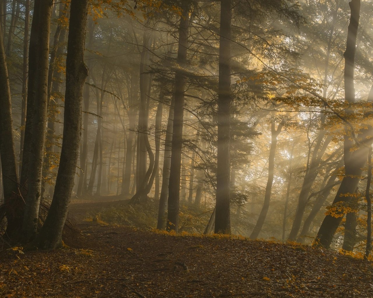 Обои деревья, norbert maier, восход, природа, лес, листья, пейзаж, солнечные лучи, солнечный свет, trees, sunrise, nature, forest, leaves, landscape, the sun's rays, sunlight разрешение 1920x1080 Загрузить