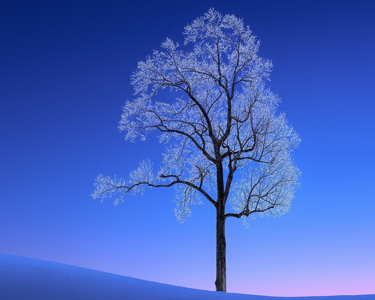 Обои снег, дерево, зима, пейзаж, мороз, snow, tree, winter, landscape, frost разрешение 1920x1080 Загрузить